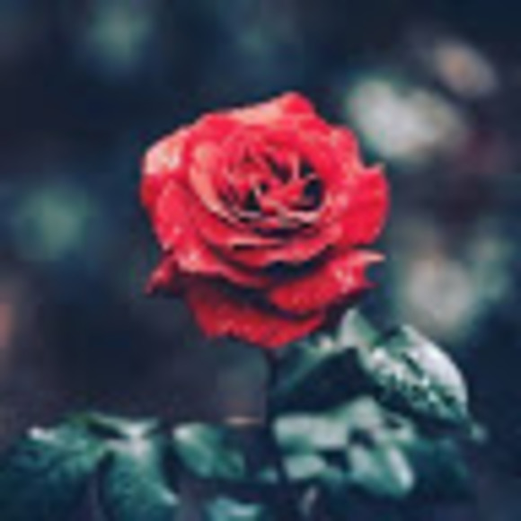 redrose886